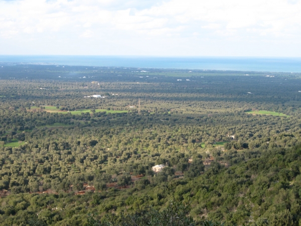 La Piana degli Ulivi